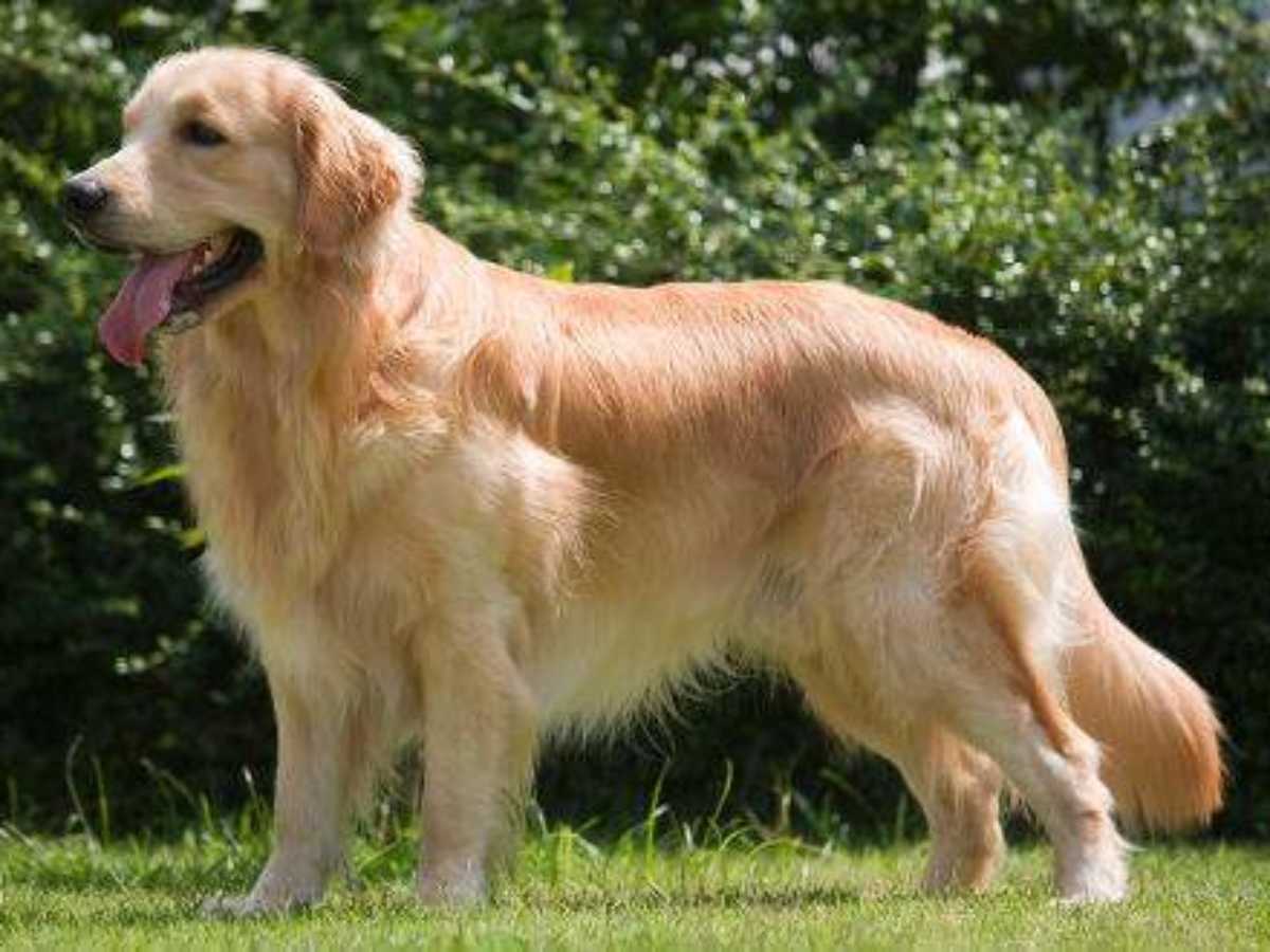 The Golden Retriever Breed Standard