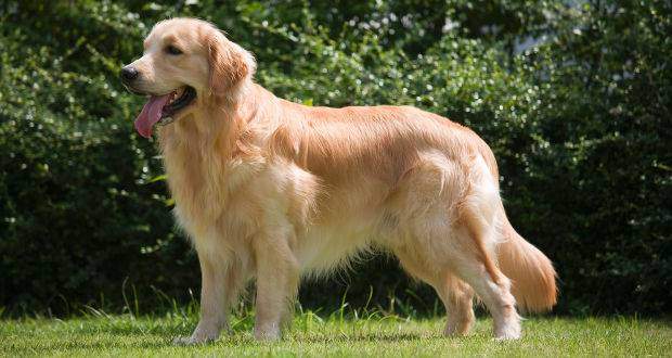 what were golden retrievers bred for