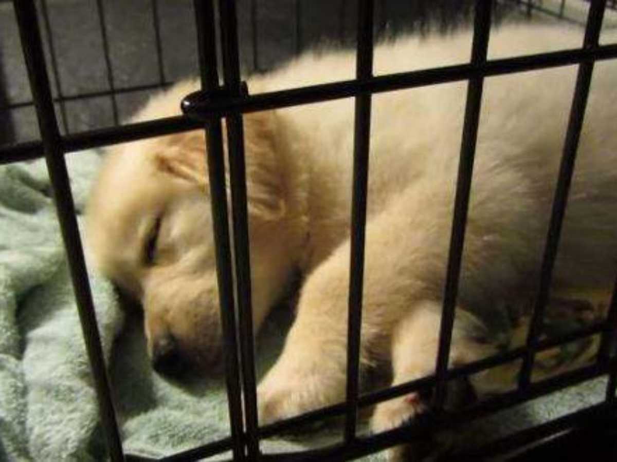 How to crate train a golden retriever shops puppy