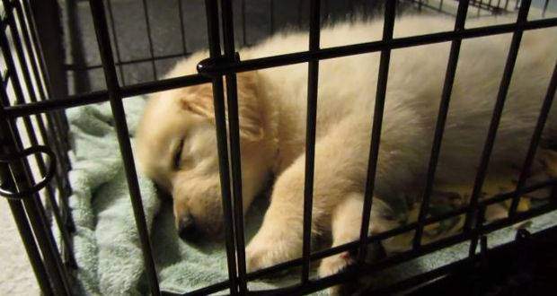 Is Crate Training Cruel? - Totally Goldens