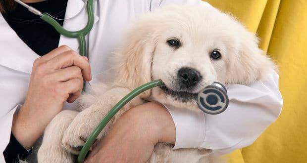 When To Call The Vet For Your Golden Retriever