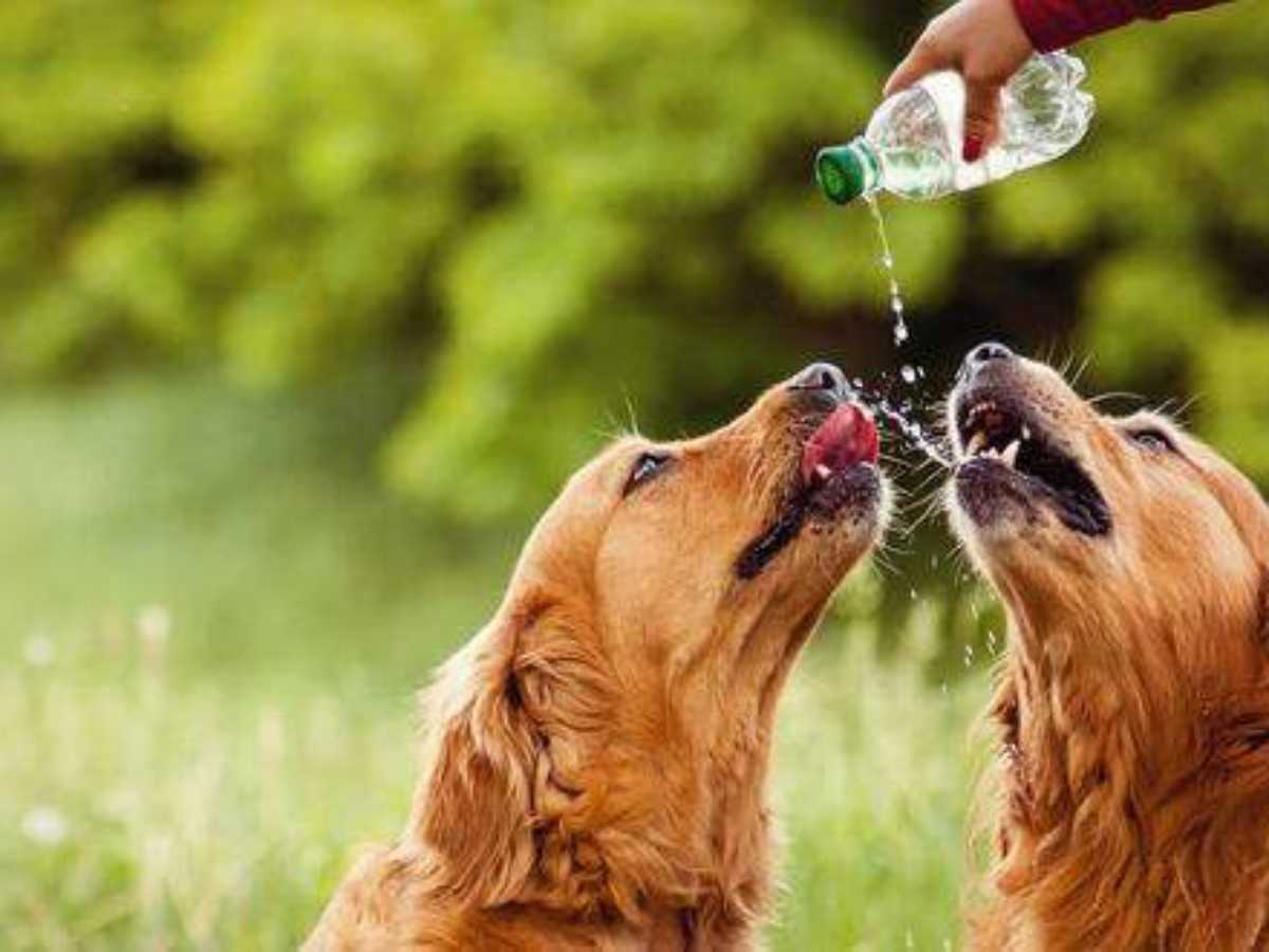 are golden retrievers water dogs