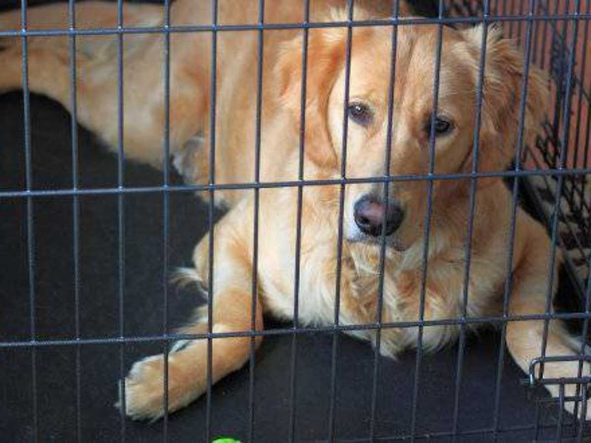 Crate for golden shops retriever puppy