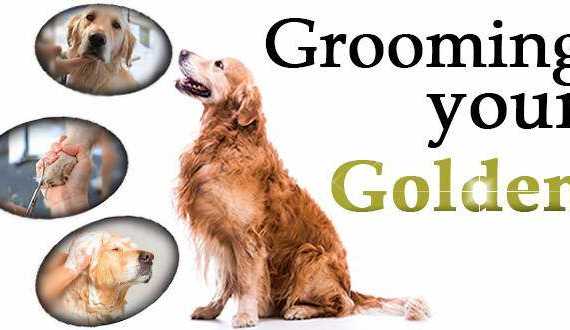 Unbiased Fromm Dog Food Review 2021: Totally Goldens