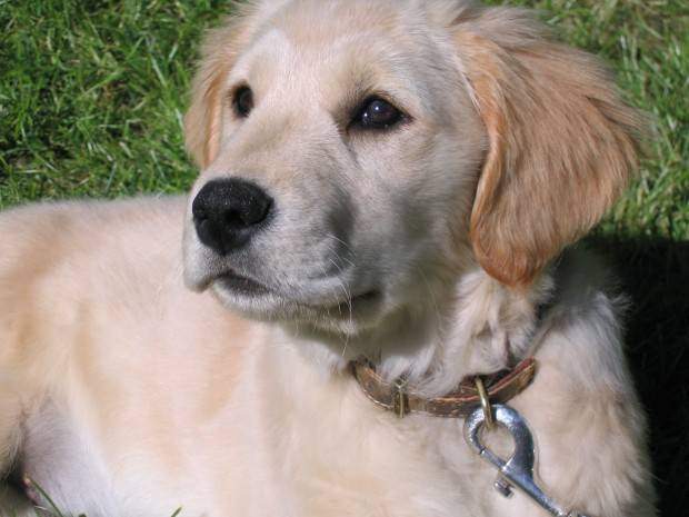 golden retriever puppy collar