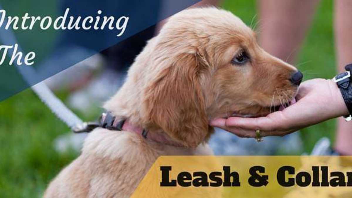 Getting Your Puppy Used to Wearing a Leash and Collar