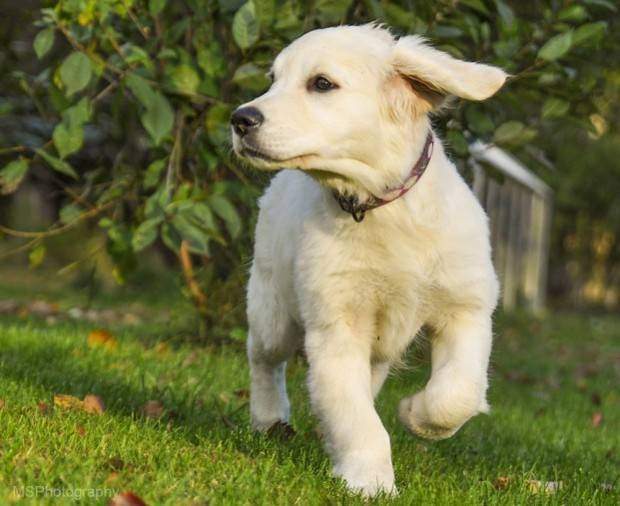 golden retriever puppy collar