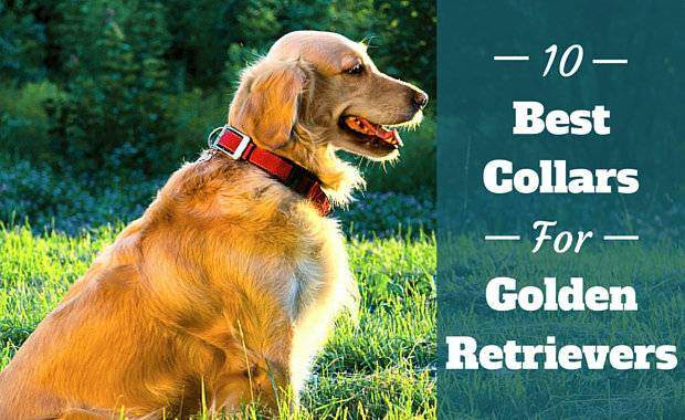 10 Best Collars For Golden Retrievers 