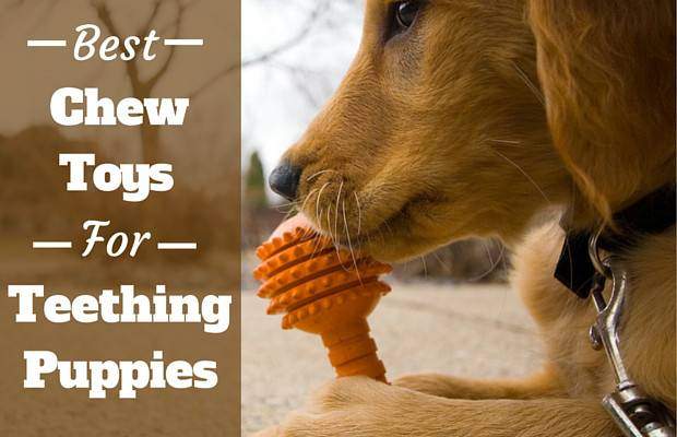 Chew Toys for Teething Puppies 