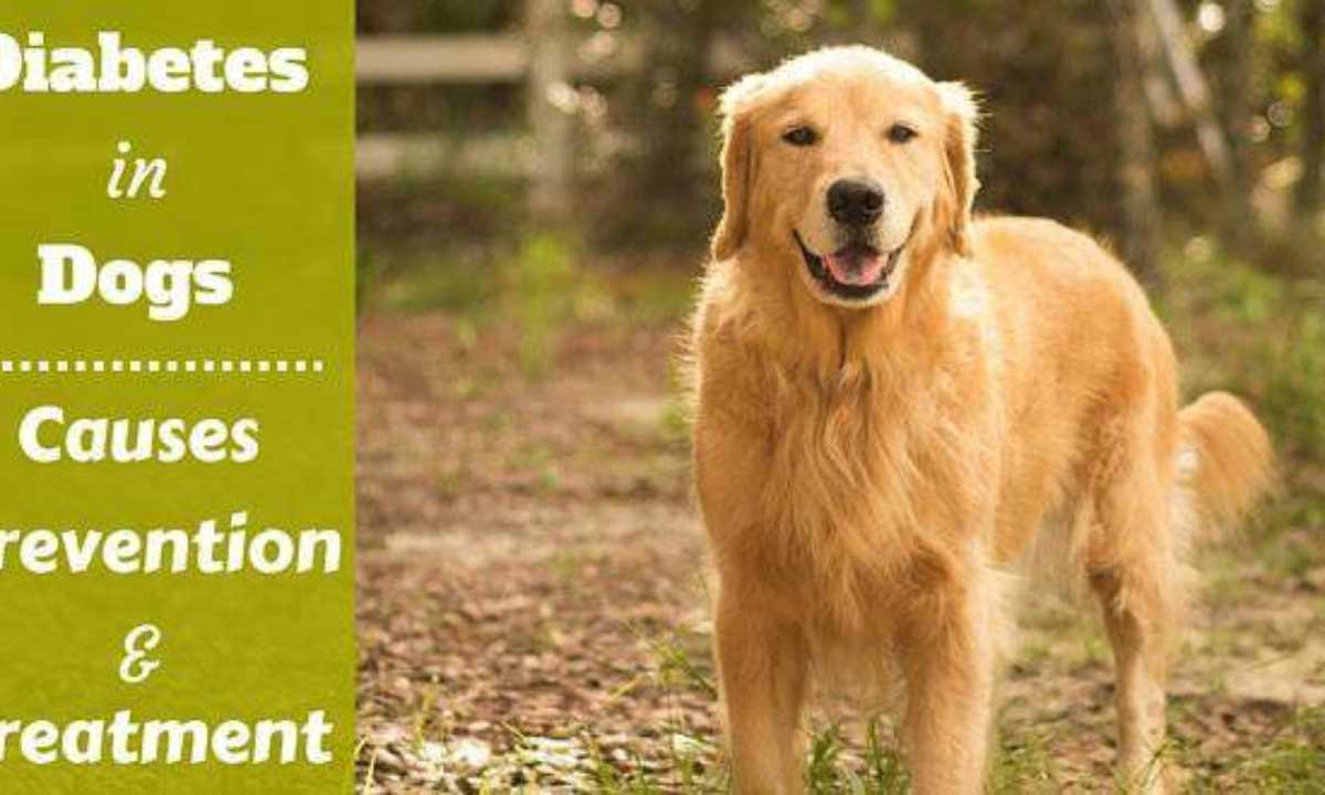 Diabetes in Dogs   Causes, Symptoms, Prevention and Treatment