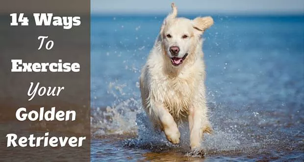 Un golden retriever corriendo por el mar en una playa hacia camera