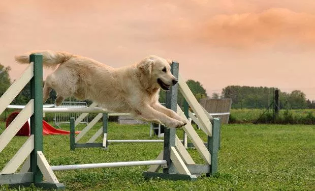 en golden retriever hoppar ett staket mot en solnedgångshimmel