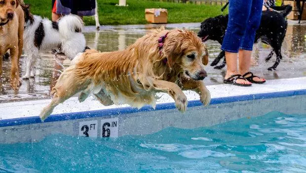 Golden retriever a mitad de vuelo saltando a una piscina