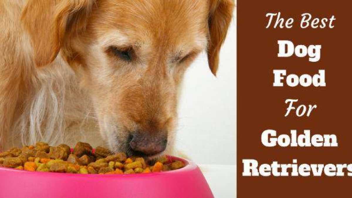 is grain free dog food bad for golden retrievers