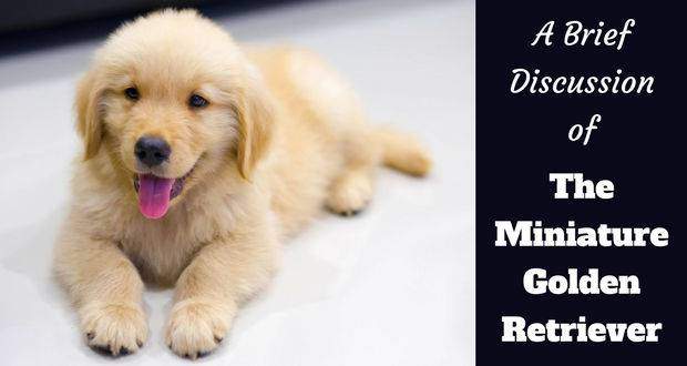 mini golden retriever puppies