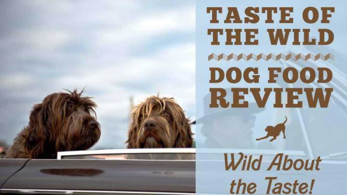 what is the best taste of the wild dog food