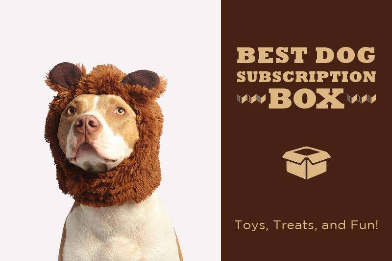 monthly subscription boxes for dogs