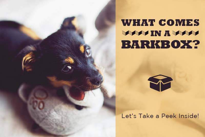 barkbox for puppies