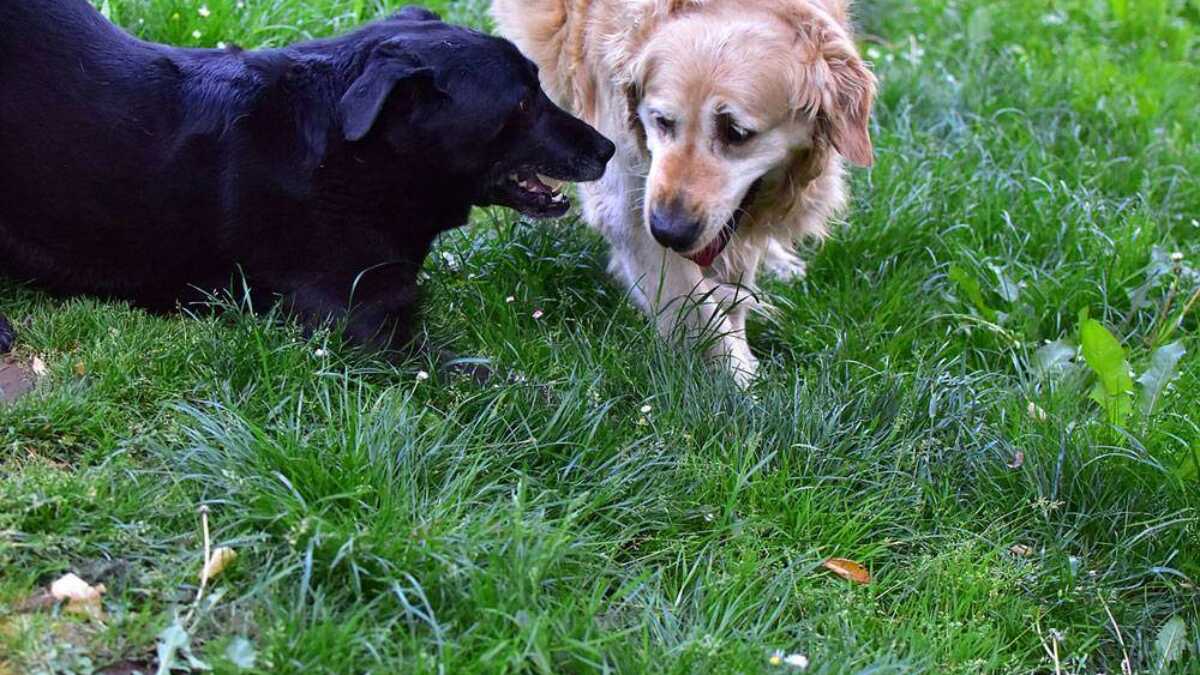 can golden retrievers be black