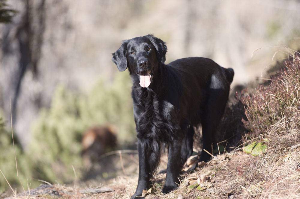 black golden retriever puppy