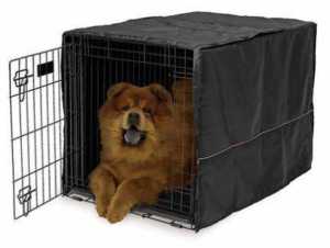 what do you put in a dog crate