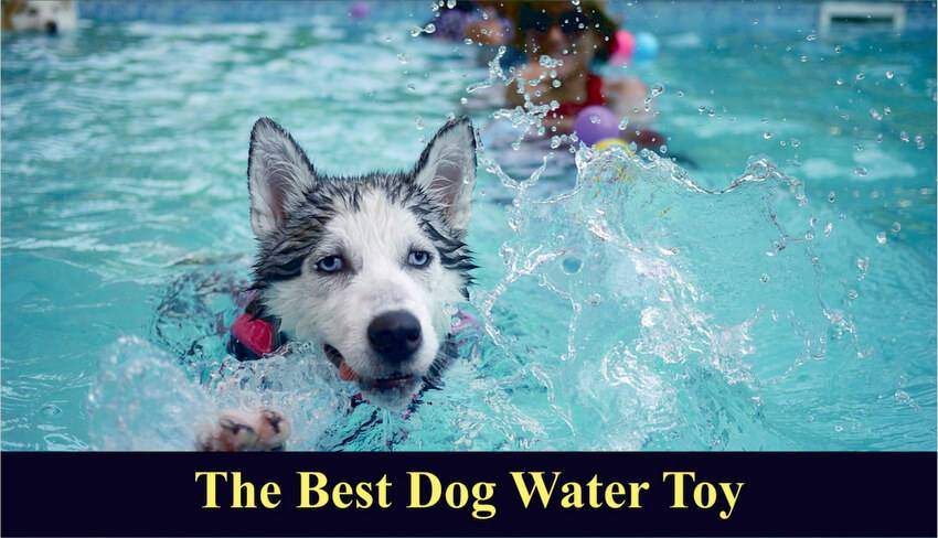 5 Best Dog Water Toys For Summer And Outdoors 2019 Totally Goldens