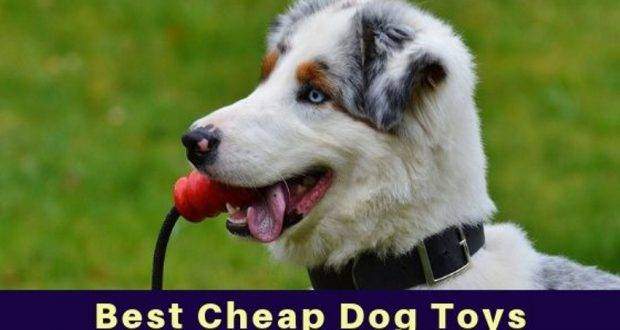 best-cheap-dog-toys-2019-totally-goldens