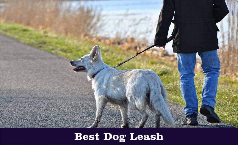 8 Best Dog Leash In 2019 - Totally Goldens