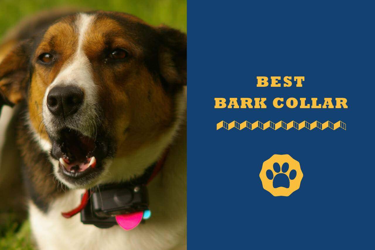 best dog bark collar