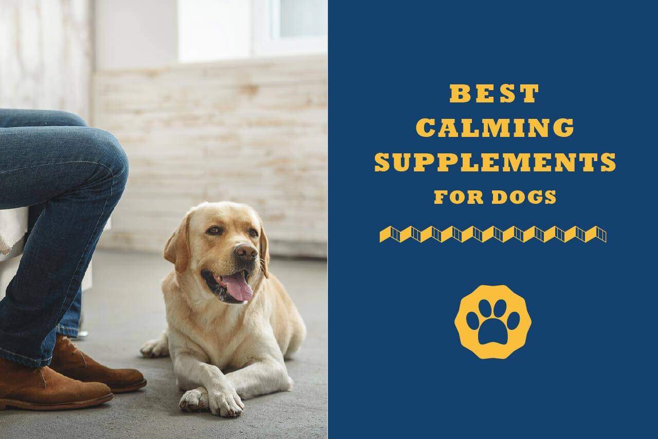 calming supplements for dogs