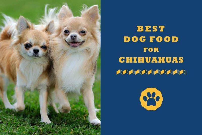 best dog food for chihuahua