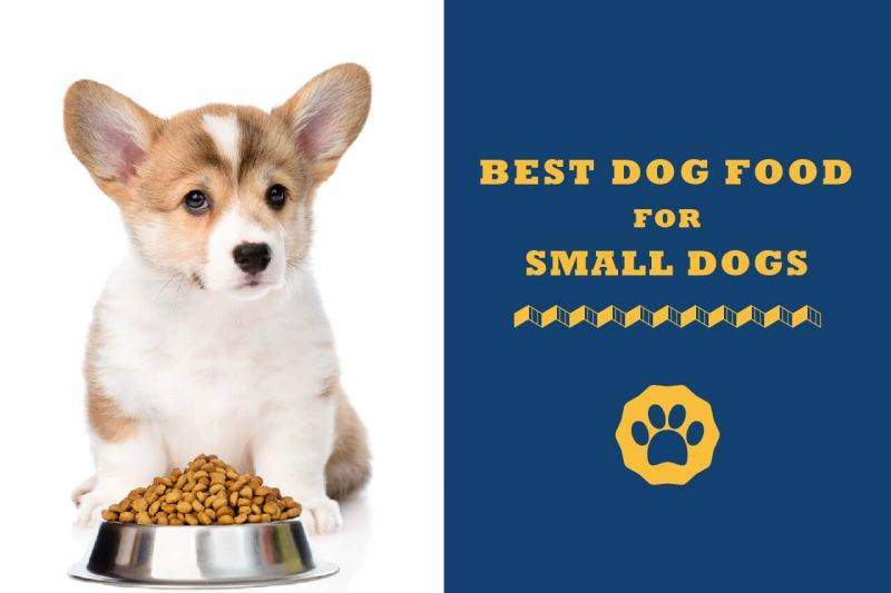 best small puppy food