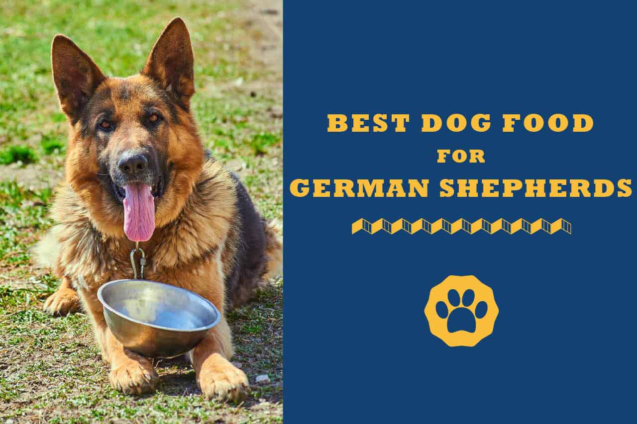 8 Best Dog Foods For German Shepherds 