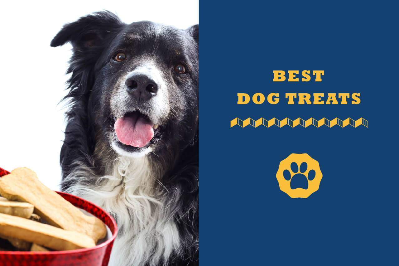 best of breed dog biscuits