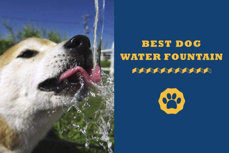 Best Dog Water Fountains In 2021 - Totally Goldens