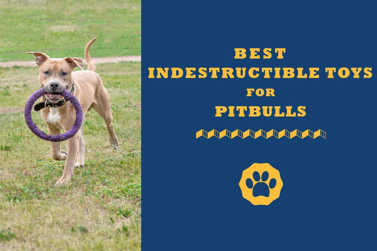 pitbull toys indestructible