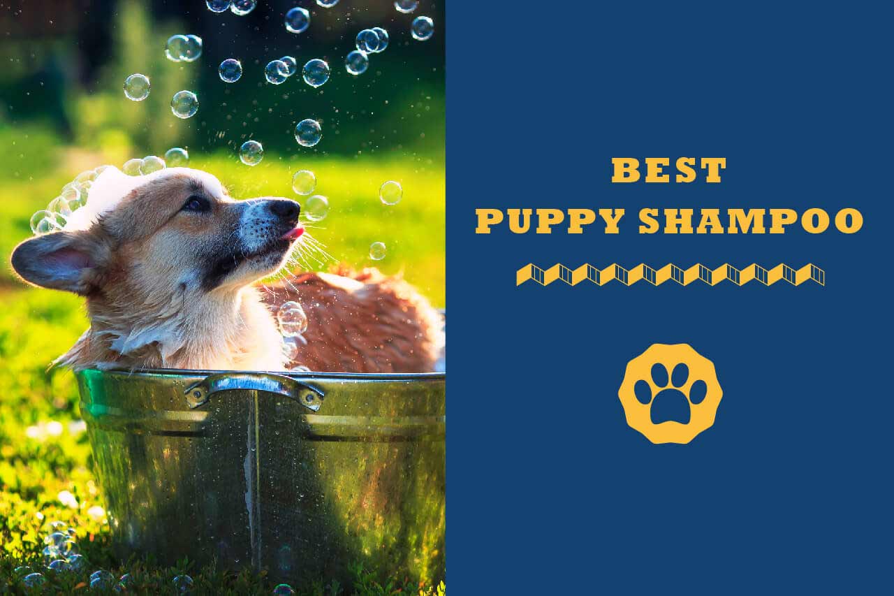 what's the best puppy shampoo