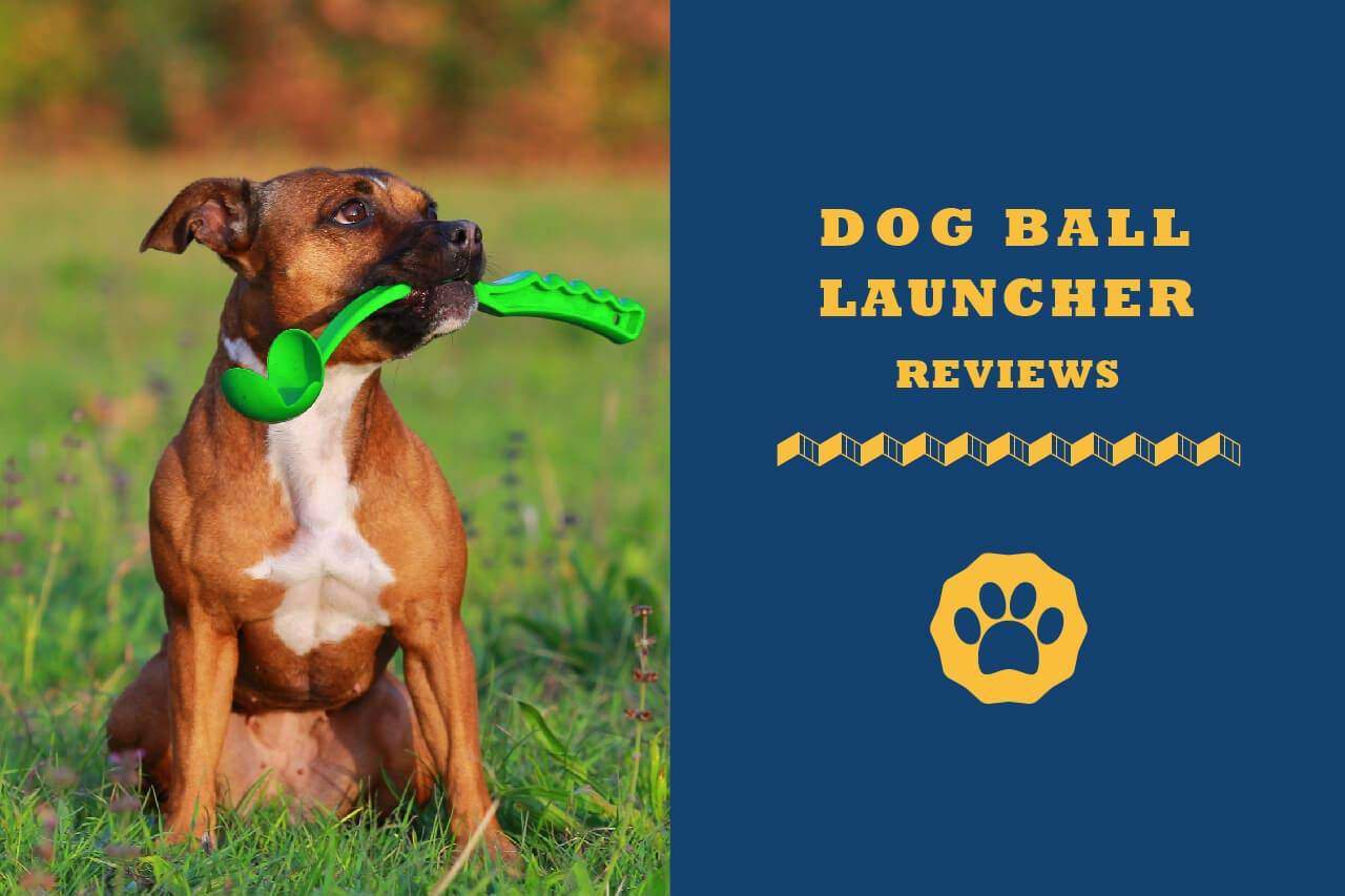 dog operated ball launcher