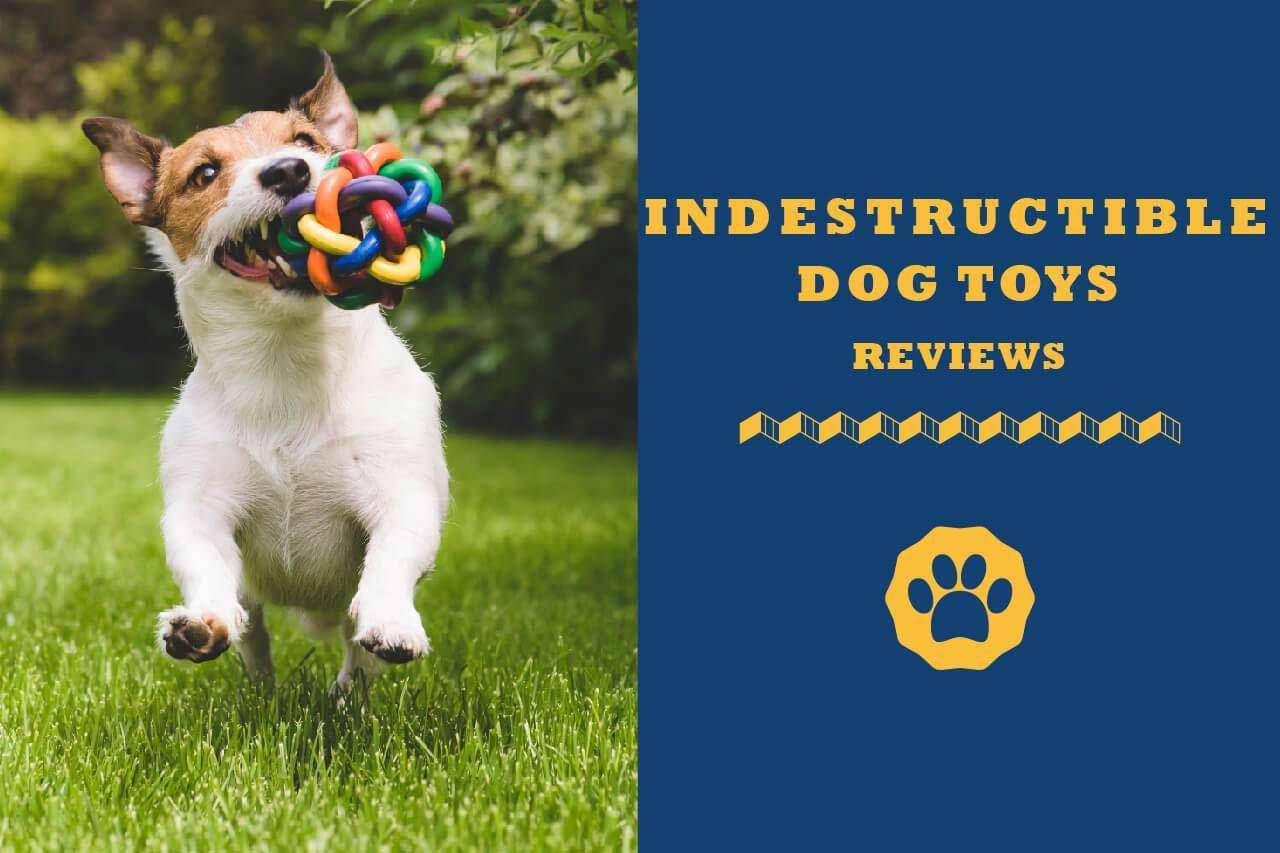 indestructible dog toys dash hound