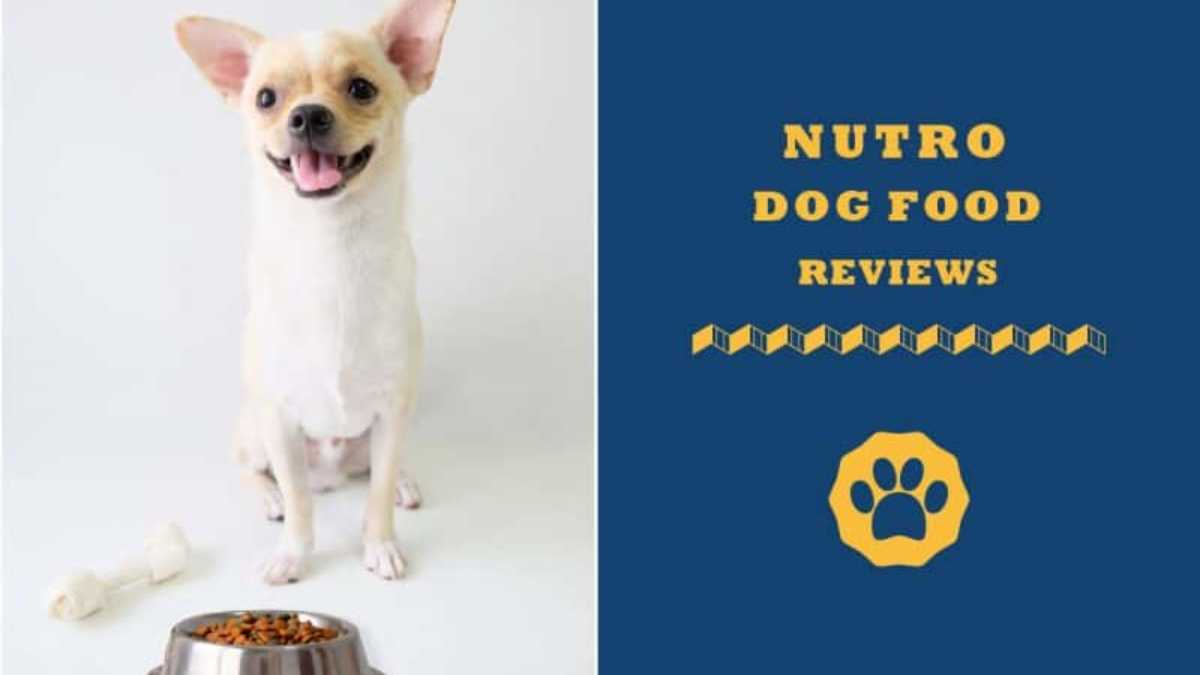 Nutro Dog Food Review Nutro Dog Food Ratings Recalls