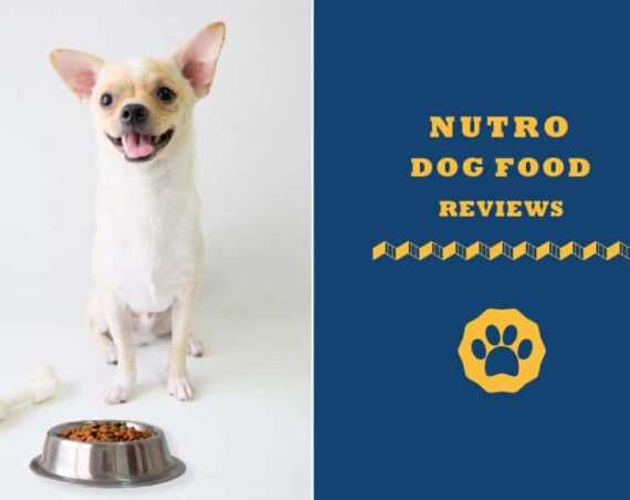 american journey canned dog food reviews