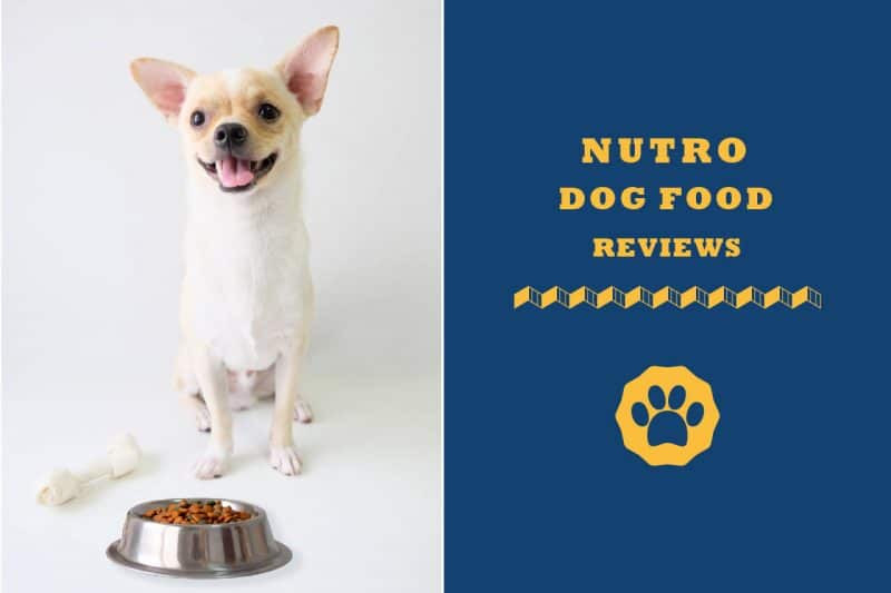 Nutro Dog Food Review Is Nutro Dog Food Really Good