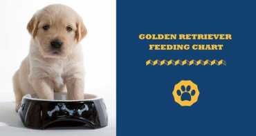 Golden Retriever Feeding Chart – Guide To Feeding Goldies