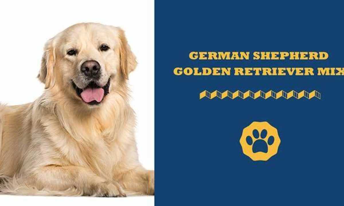 Golden shops retriever german shepherd mix price