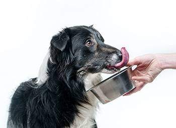 Border Collie Golden Retriever Mix Meet The Gollie