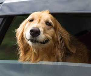 Best Golden Retriever Rescues In The New York State