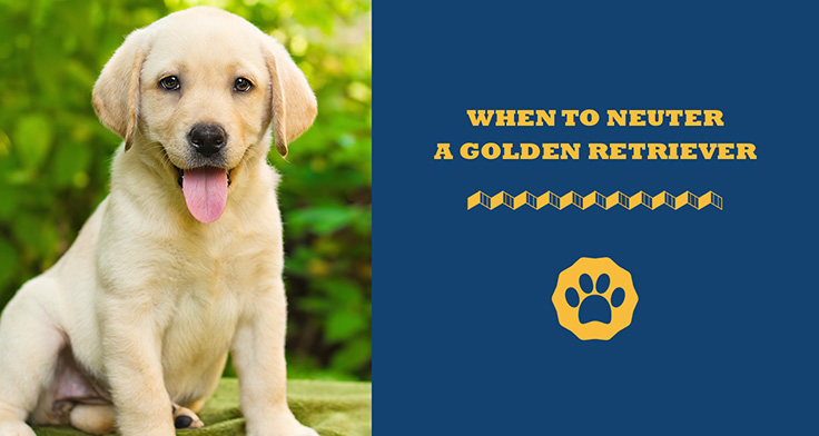 When to shops spay a golden retriever