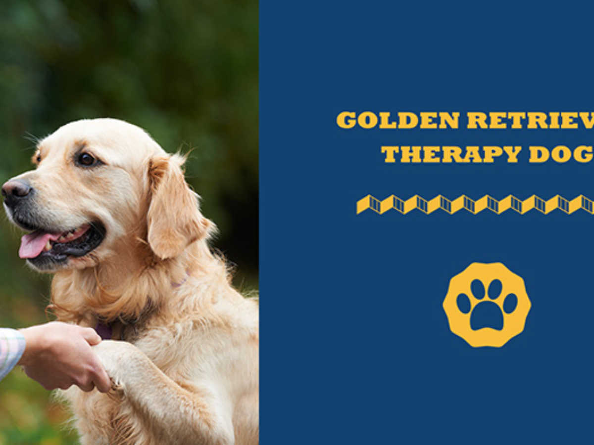 Golden retriever assistance orders dogs