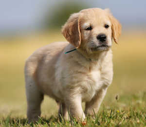 The Latest Facts About Short Haired Golden Retriever