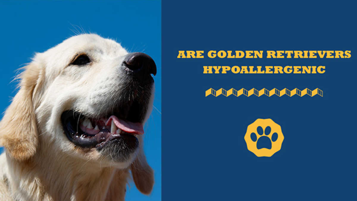 Golden retriever fashion hypoallergenic